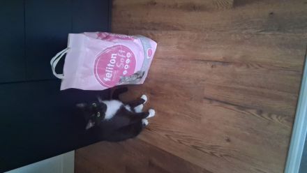 Schwarz weiße Hauskatze