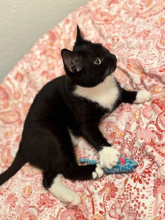 Schwarz weiße Hauskatze