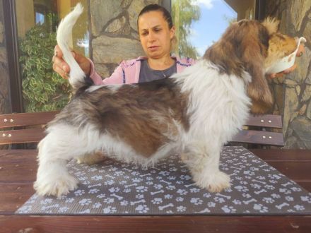 Petit Basset Griffon Vendeen, PBGV