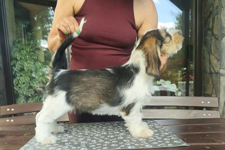 Petit Basset Griffon Vendeen, PBGV