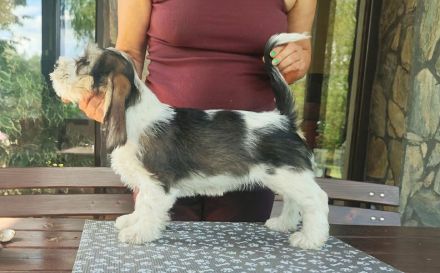 Petit Basset Griffon Vendeen, PBGV