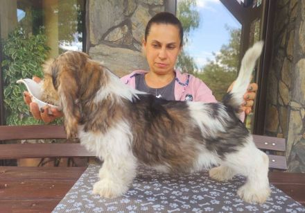 Petit Basset Griffon Vendeen, PBGV