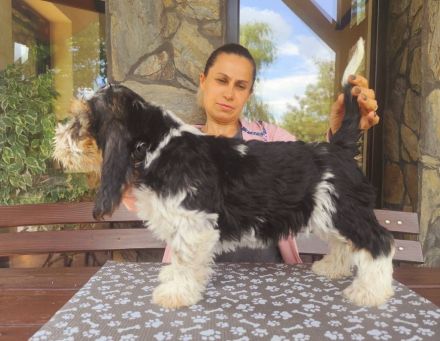 Petit Basset Griffon Vendeen, PBGV