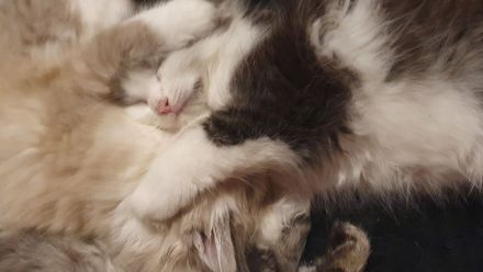 Katzenbabys suchen artgerechtes Zuhause