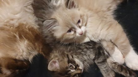 Katzenbabys suchen artgerechtes Zuhause
