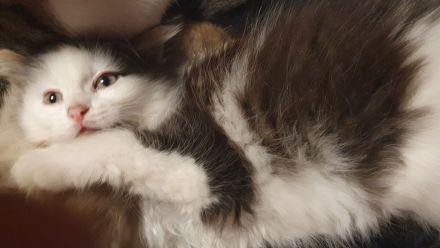 Katzenbabys suchen artgerechtes Zuhause