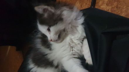 Katzenbabys suchen artgerechtes Zuhause
