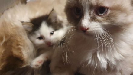 Katzenbabys suchen artgerechtes Zuhause