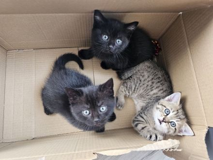 Kitten Mischlinge