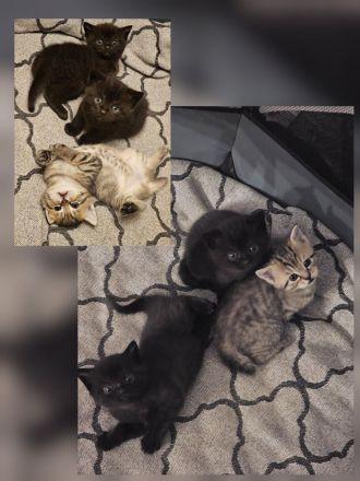 Kitten Mischlinge