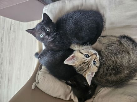 Kitten Mischlinge