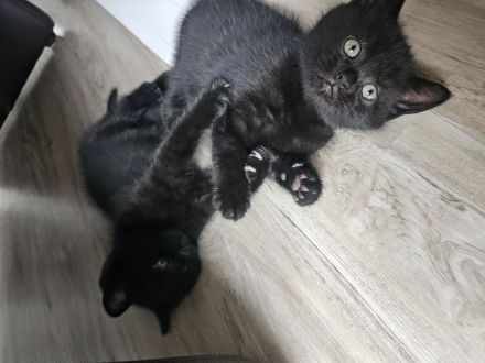 Kitten Mischlinge