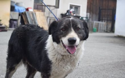 Sanfte Fellnase Mellie sucht ein Zuhause