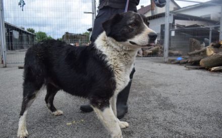 Sanfte Fellnase Mellie sucht ein Zuhause