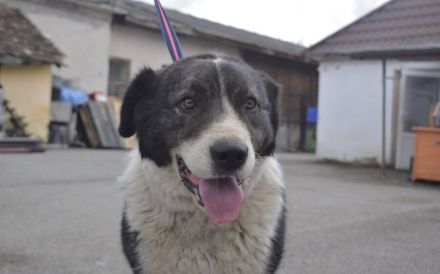 Sanfte Fellnase Mellie sucht ein Zuhause