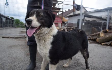 Sanfte Fellnase Mellie sucht ein Zuhause