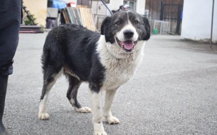 Sanfte Fellnase Mellie sucht ein Zuhause