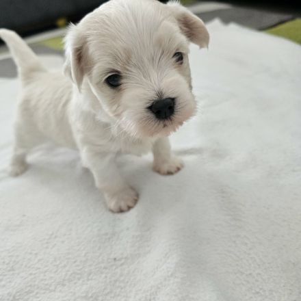 Reinrassiger Bichon Malteser – ein entzückender Welpe sucht die richtige Familie!