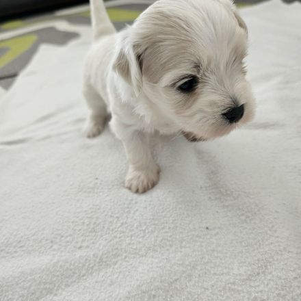 Reinrassiger Bichon Malteser – ein entzückender Welpe sucht die richtige Familie!