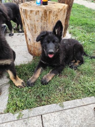 Altdeutsche Schäferhundwelpen
