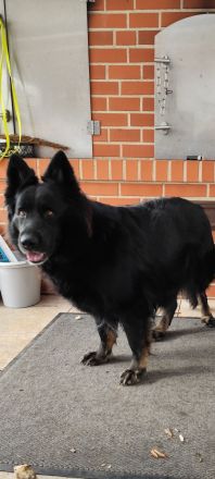 Altdeutsche Schäferhundwelpen