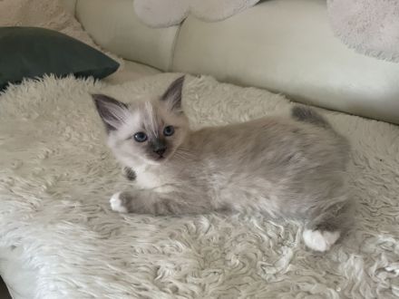 Reinrassige Heilige Birma, Kitten