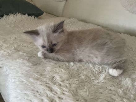 Reinrassige Heilige Birma, Kitten