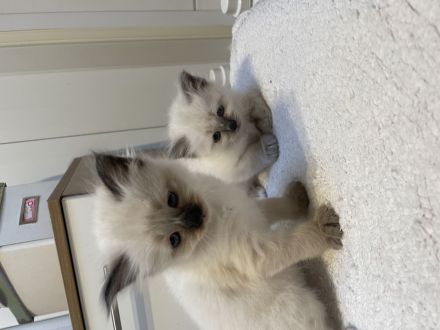 Reinrassige Heilige Birma, Kitten
