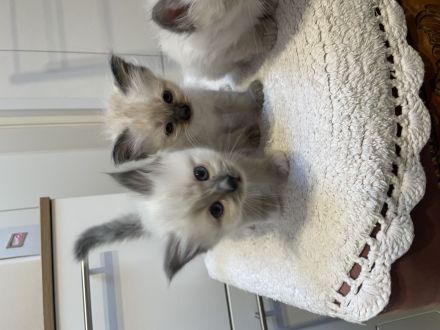 Reinrassige Heilige Birma, Kitten