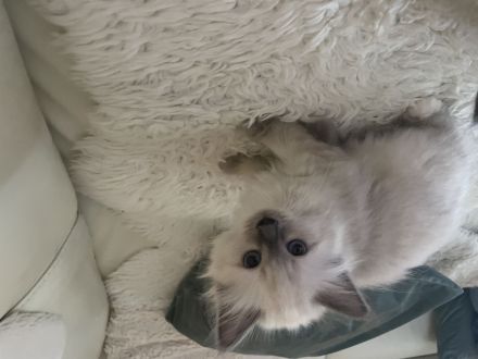 Reinrassige Heilige Birma, Kitten