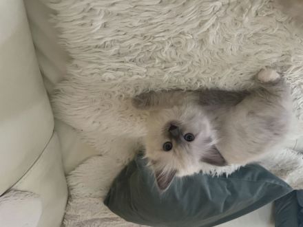 Reinrassige Heilige Birma, Kitten