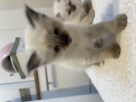 Reinrassige Heilige Birma, Kitten