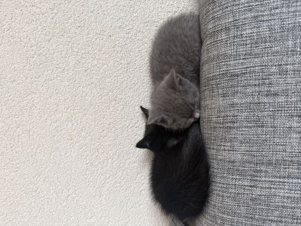 Liebevolles Zuhause für zwei BKH-Geschwister gesucht 🐾