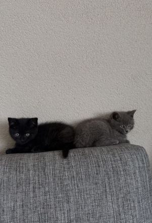 Liebevolles Zuhause für zwei BKH-Geschwister gesucht 🐾