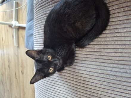 Katze in gute Hände abzugeben. Ab sofort.