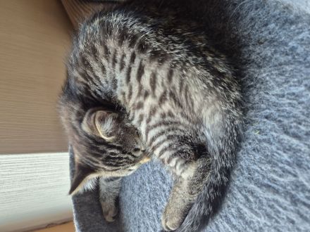 Katzen in gute Hände abzugeben. Ab sofort.