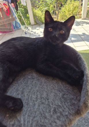 Katze in gute Hände abzugeben. Ab sofort.
