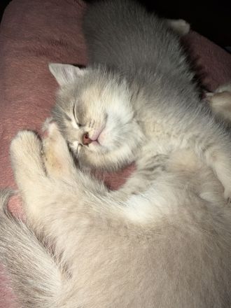 4 liebevoll aufgewachsene Kitten suchen ab dem 15.07.2026 ihr Für-immer-Zuhause