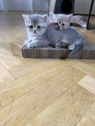 4 liebevoll aufgewachsene Kitten suchen ab dem 15.07.2026 ihr Für-immer-Zuhause