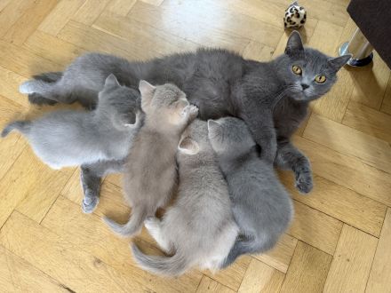 4 liebevoll aufgewachsene Kitten suchen ab dem 15.07.2026 ihr Für-immer-Zuhause