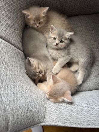 4 liebevoll aufgewachsene Kitten suchen ab dem 15.07.2026 ihr Für-immer-Zuhause