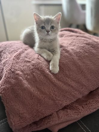 1 liebevoll aufgewachsenes Kitten suchen ab dem 14.07.2026 ihr Für-immer-Zuhause