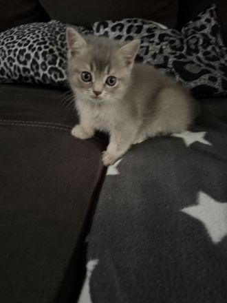 4 liebevoll aufgewachsene Kitten suchen ab dem 15.07.2026 ihr Für-immer-Zuhause