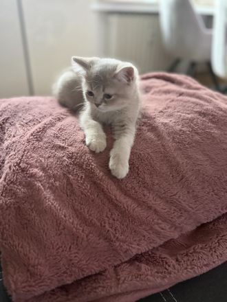 1 liebevoll aufgewachsenes Kitten suchen ab dem 14.07.2026 ihr Für-immer-Zuhause
