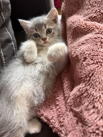 4 liebevoll aufgewachsene Kitten suchen ab dem 15.07.2026 ihr Für-immer-Zuhause