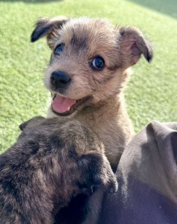 Osita