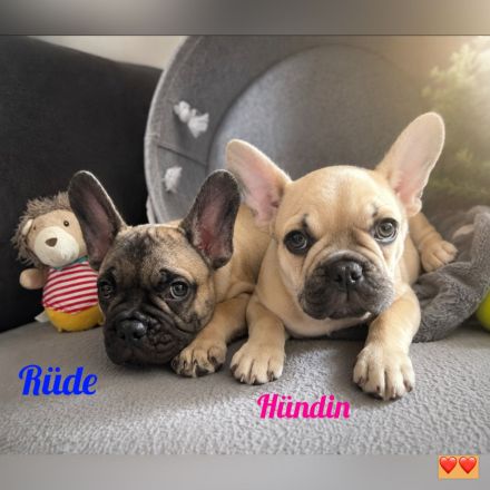 Reinrassige französische Bulldoggen mit Nase