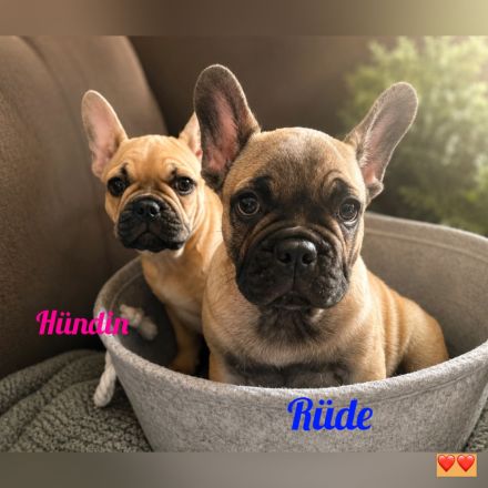 Reinrassige französische Bulldoggen mit Nase