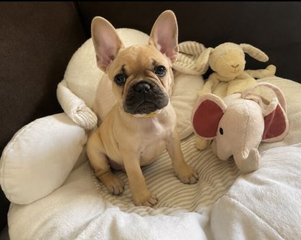 Reinrassige französische Bulldoggen mit Nase