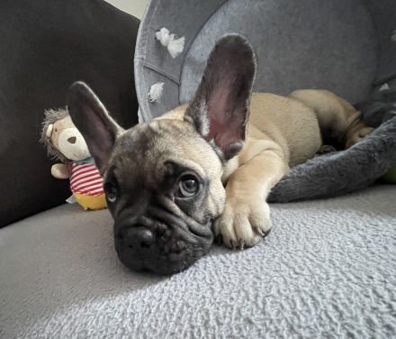 Reinrassige französische Bulldoggen mit Nase